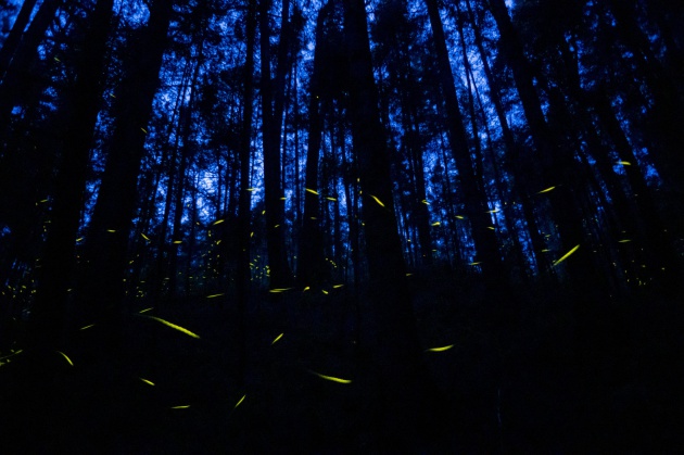El bosque mexicano que ilumina las noches con luciérnagas | Verne México EL  PAÍS