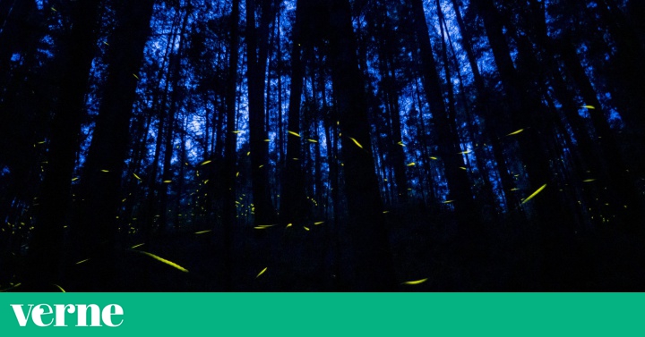 El bosque mexicano que ilumina las noches con luciérnagas