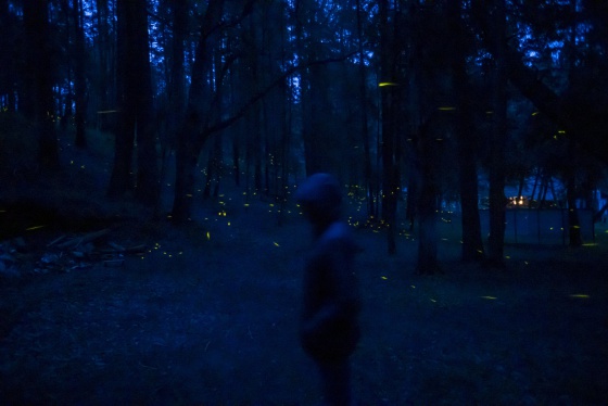 El bosque mexicano que ilumina las noches con luciérnagas | Verne México EL  PAÍS