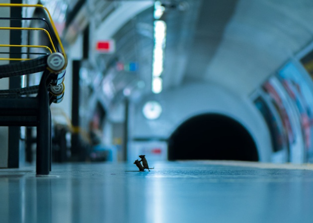 'Station squabble', de Sam Rowley, premio del público de los Wildlife Photographer of the Year / Sam Rowley