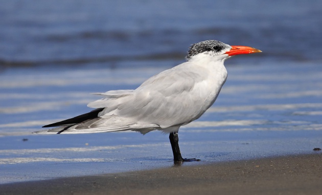 La pagaza piquirroja es un ave de paso rara de ver que se ha avistado en Tarifa (Cádiz)