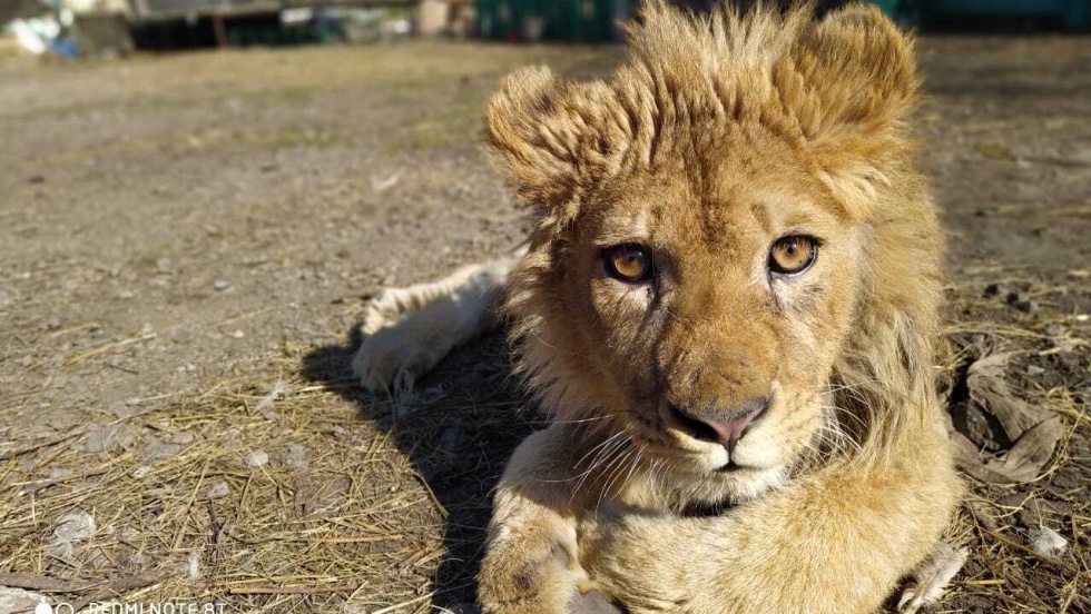 Vídeo: La recuperación de Simba, el león maltratado por los traficantes en  Rusia para que la gente se hiciera selfis | Verne EL PAÍS