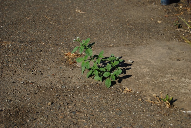 Hierbas verrugueras (Heliotropium europaeum) pasando el verano