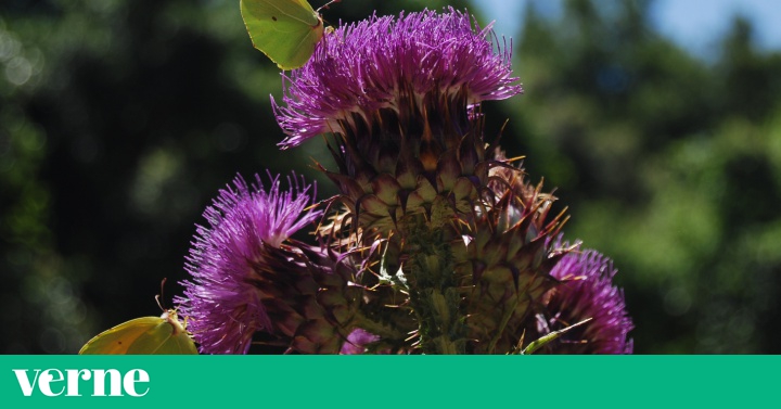 Elogio de la flor fea | Verne EL PAÍS