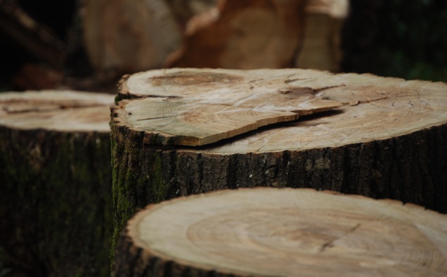 Los anillos del interior del tronco reflejan las épocas de crecimiento del árbol