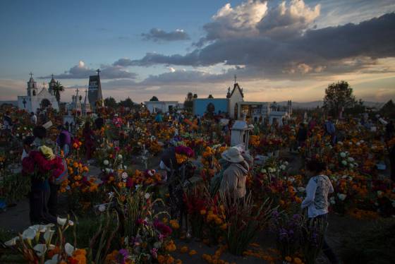 Por qué nos cuesta que el cempasúchil sobreviva después de Día de Muertos |  Verne México EL PAÍS